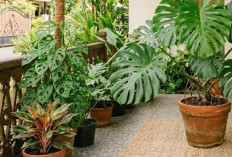 Pecinta Tanaman Wajib Tahu! Ini Cara Merawat Monstera yang Benar agar Daun Cepat Bolong