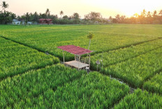 Waspada Kemarau Juni 2026! BMKG Sultra Ingatkan Petani Ubah Pola Tanam Demi Hindari Gagal Panen