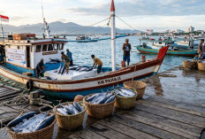 Dorong Ekspor Berkelanjutan, KKP dan MSC Dandan Tata Kelola Tuna di Sulawesi Tenggara