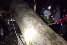 Cagar Alam Tampo Bobol! BKSDA Sultra Tangkap Pelaku Pembalakan Liar Jati Purba