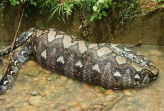 Geger Ular Piton Raksasa 7 Meter di Konawe Selatan, Perut Membesar Diduga Habis Telan Sapi