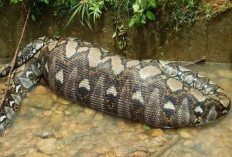 Warga Muna Barat Geger! Ular Piton 5 Meter Mangsa Kambing 
