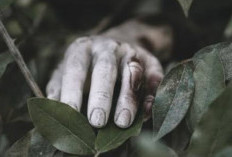 Tragedi di Kawasan Industri Kolaka: Berteduh di Depan Dump Truk, Pekerja Tewas Terlindas 