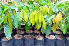 Petani Full Senyum! Kementan Bagikan 280 Juta Bibit Kakao dan Kelapa Gratis, Sultra Kebagian 38 Juta Batang