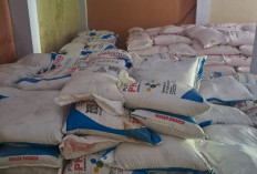 Pemkab Kolaka Salurkan 37,5 Ton Pupuk Gratis untuk Petani Cengkih, Produktivitas Digenjot