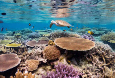Wisata Bahari Wakatobi Siap Melesat Lewat Rute Baru Penerbangan Langsung dari Bali